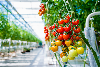 Tomatoes growing in a greenhouse